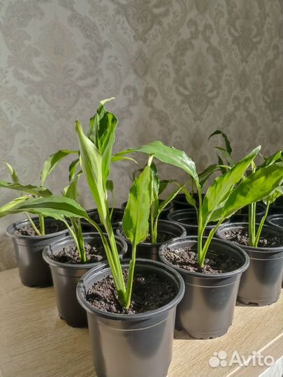 Спатифиллум шопен