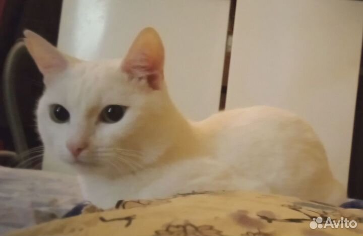 Отдам белого кота