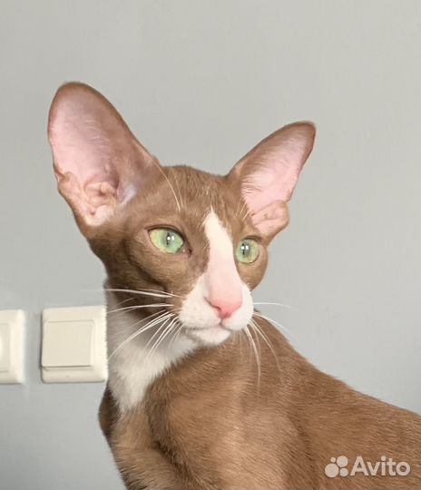 Ориентальная