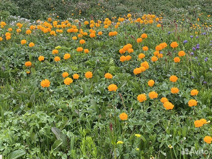 Экскурсии плато Укок