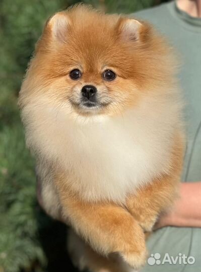 Померанский шпиц девочка