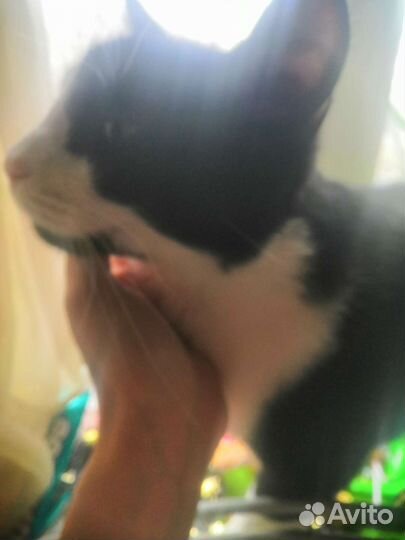 Кот взрослый