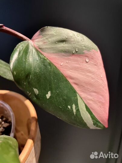 Филодендрон розовая принцесса
