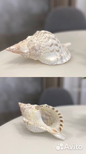 Декоративные морские ракушки