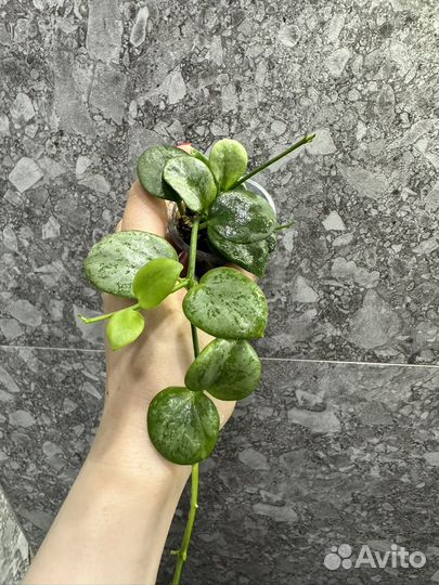 Хойя,часть 5