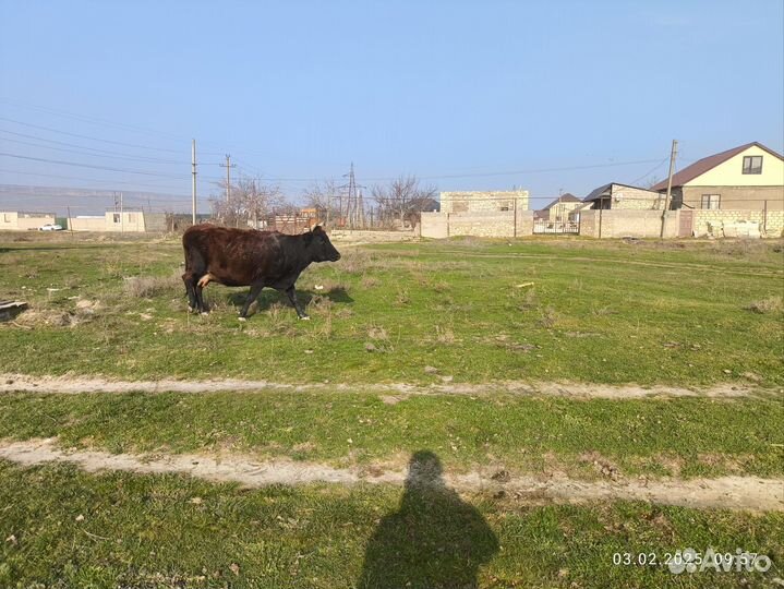 Корова стельная