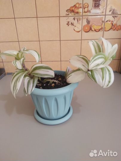 Беложильная традесканция