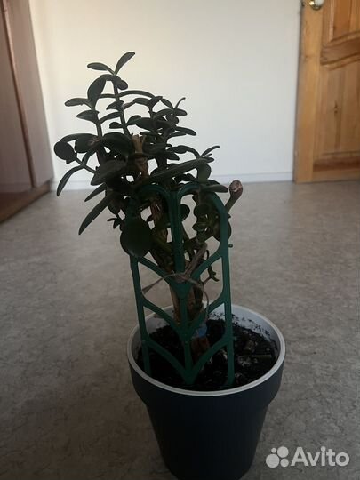 Денежное дерево