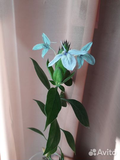 Кроссандра