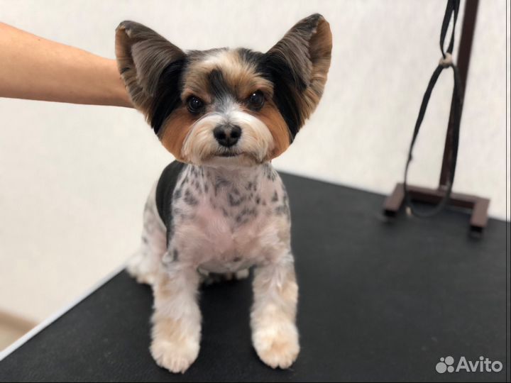 Профессиональная стрижка кошек и собак