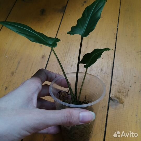 Алоказия Венти, Поли, Лаутербахиана