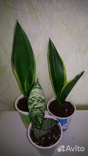 Сансевиерия сортовая