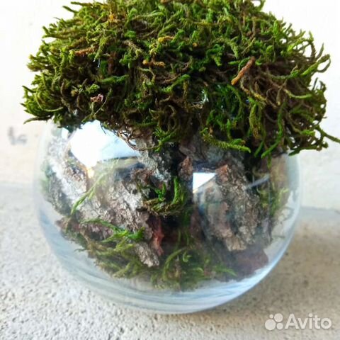 Флорариум кашпо со мхом