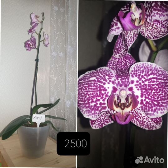 Орхидея
