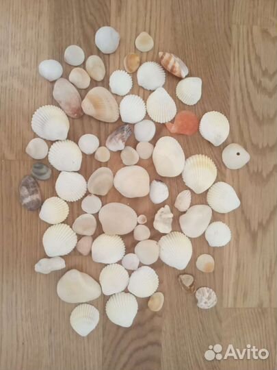 Ракушки для аквариума