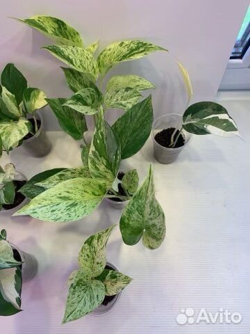 Сциндапсус: Энджой,Пиктус,Марбл Эппл; Спатифиллум