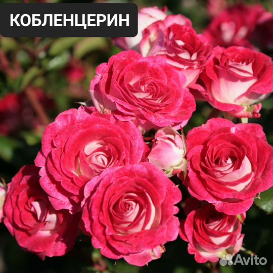 Кустовые розы саженцы