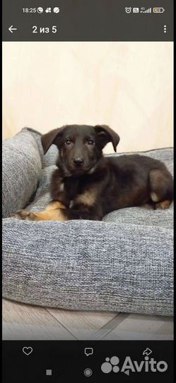 Ронни в поисках семьи