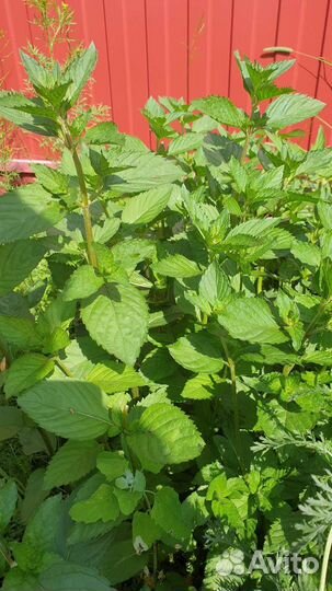 Мята перечная