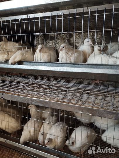 Перепела продажа