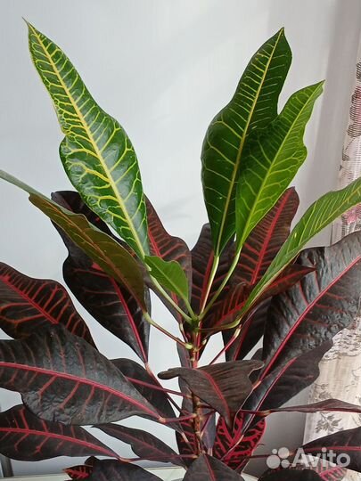 Кодиеум (Кротон)