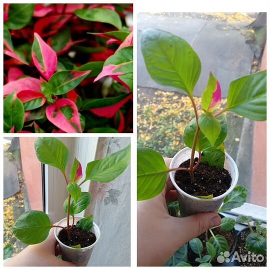 Комнатные растения