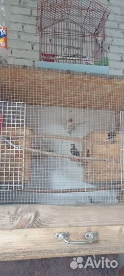 Птица щегол