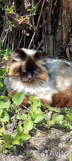 Коты в добрые руки