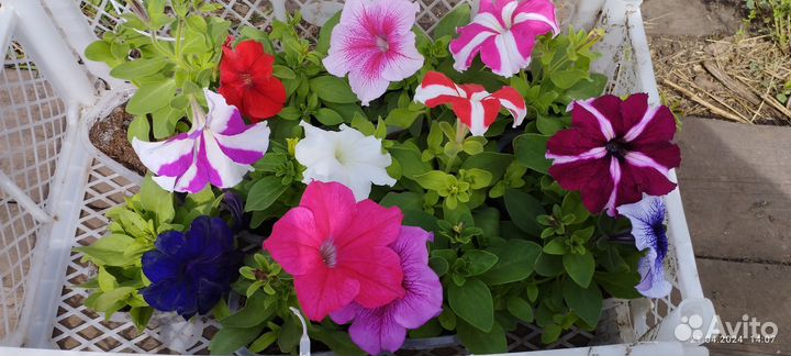 Петуния крупноцветковая