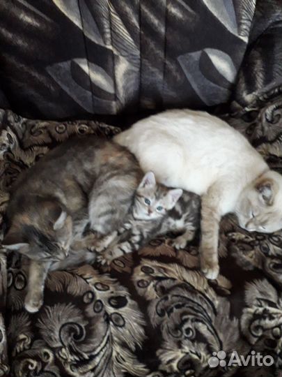 Котик в добрые руки