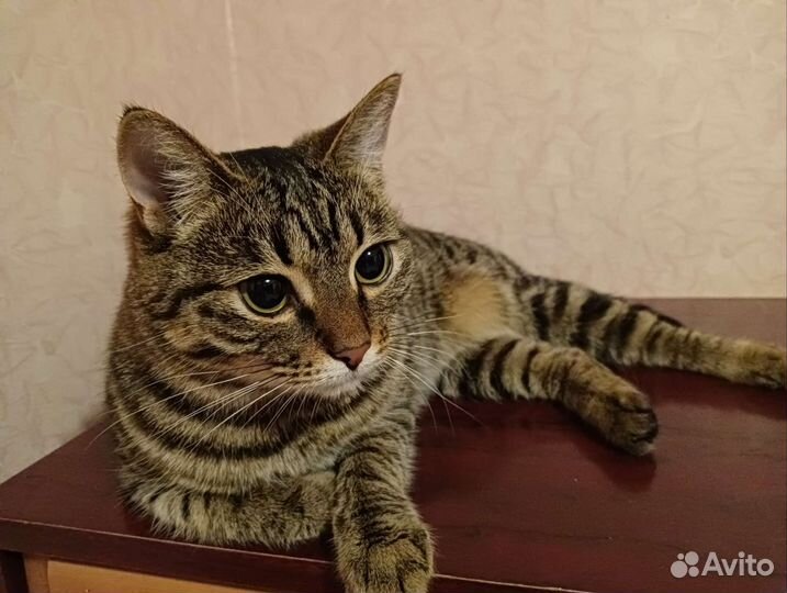 Кошка-хорошка