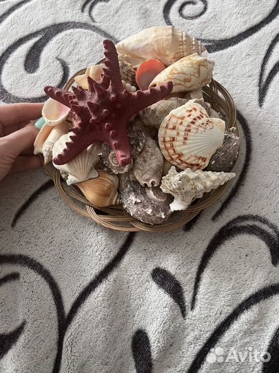 Набор ракушек
