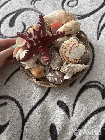 Набор ракушек