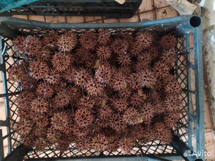 Шишки ликвидамбра смолоносного для декора