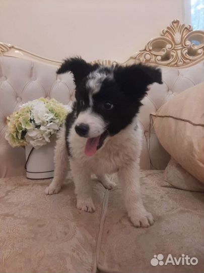 Почти бордер-колли с доставкой и ветпаспортом