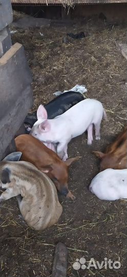 Поросята