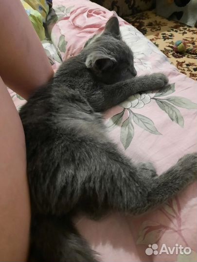 Кошка