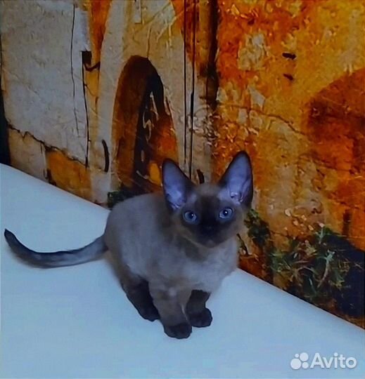 Девон-рекс кошечка
