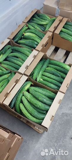 Огурцы, помидоры