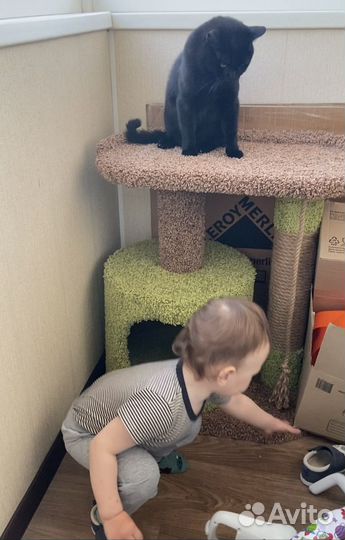 Домик для кошки с когтеточкой