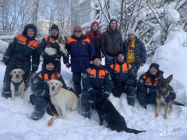 Кинолог; Инструктор по дрессировке