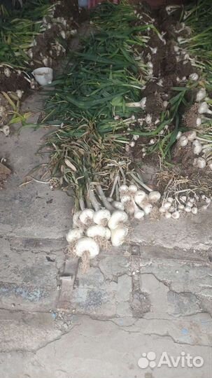 Чеснок рокамболь