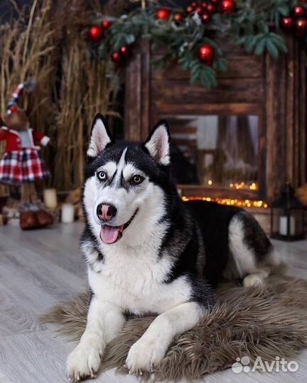 Сибирский хаски