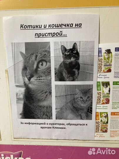 Кошка в дар