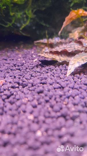 Креветки прл и тайвани