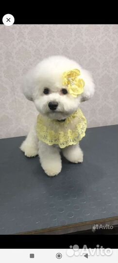 Грумер стрижка собак