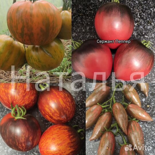 Семена коллекционных сортов томатов