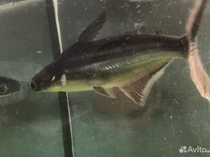 Акулий сом (пангасиус)