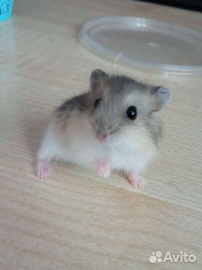 Джунгарский хомяк маленький
