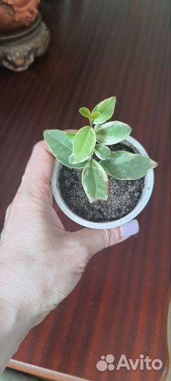 Мирт крупнолистный вариегатный, эхмея, гемантус